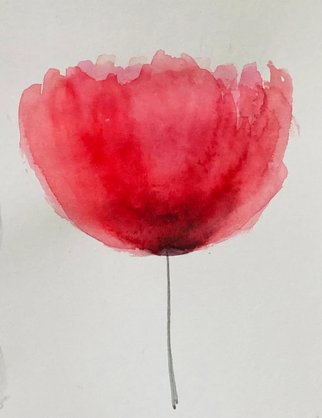 Flor Amapola silvestre